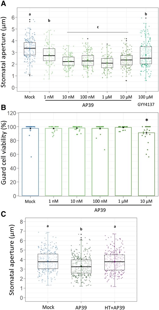 The mitochondrial H2S donor AP39 induces stomatal closure in a dose-dependent manner. Epidermal strips were excised from abaxial side from five to six weeks old Arabidopsis (Arabidopsis thaliana) leaves (ecotype Columbia -Col-0) and floated in opening buffer (OB: 5 mM MES, 50 mM KCl, pH = 6.1) for 3 h in the light. Then, they were treated for 90 min with Dimethyl sulfoxide (DMSO) 0.01% (v/v) (Mock), 100 µM of general H2S donor GYY4137, 100 nM AP39 and 200 µM of the H2S scavenger hypotaurine (HT), or with increasing concentrations of mitochondrial H2S donor AP39. Stomatal aperture was measured (A, C), or AP39-treated peels were subsequently loaded with the fluorescent dye FDA (B). Stomatal aperture values are expressed as absolute values in microns (µm) and are represented as points in the boxplots, where the box is bound by the 25th to 75th percentile (A). The line in the middle is the median, the darker point is the mean and whiskers span 10th to 90th percentile. The black points are outliers. The percentage of guard cell viability is the result of the ratio between fluorescent GCs and total GCs in the bright field (B). The bars represent the means, and the points are individual measurements. Error bars = Sd. Data are from at least three independent assays. Letters indicate statistical differences among treatments (Tukey's Method, confidence level = 0.95) A and C, Asterisks indicate statistical differences from the Mock (Dunnett's Method, P-value <0.05 = (*), confidence level = 0.95) (B).