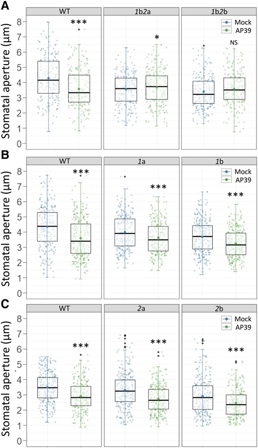 AP39-induced stomatal closure involves cytochrome c (CYTc). Epidermal strips from the abaxial side of leaves of five to six weeks old Arabidopsis double or single insertional mutants in cytochrome c CYTC-1 and CYTC-2 (1b2a and 1b2b (A), 1a and 1b (B), or 2a and 2b (C)), were floated in OB (5 mM MES, 50 mM KCl, pH = 6.1) for 3 h in the light. Then, they were treated for 90 min with Dimethyl sulfoxide (DMSO) 0.01% (v/v) (Mock) or 100 nM AP39. The values of stomatal aperture width are expressed in microns (µm) and are represented as points in the boxplots where the box is bound by the 25th to 75th percentile. The line in the middle is the median, the darker point is the mean and whiskers span 10th to 90th percentile. The black points are outliers. Data is from at least three independent assays. Asterisks indicate statistical differences with the Mock (Student's t test, confidence level = 0.95 (P-value <0.05 = (*), P-value <0.01 = (**), P-value <0.001 = (***), NS = Not significant).