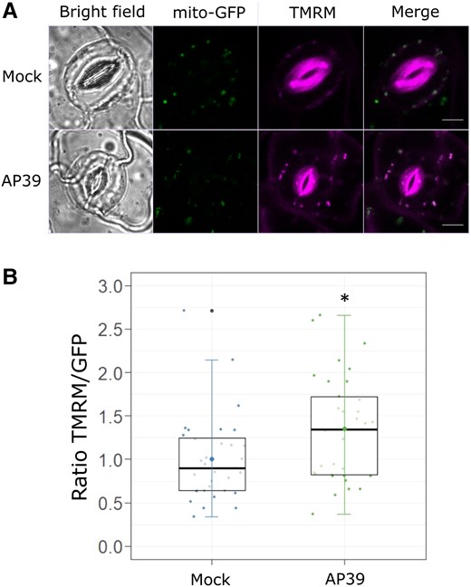 AP39 hyperpolarizes mitochondrial inner membrane potential in GCs. Epidermal peels from abaxial side of five to six weeks old Arabidopsis mito-GFP leaves were incubated in OB (5 mM MES, 50 mM KCl, pH = 6.1) with 500 nM Tetramethylrhodamine methyl ester (TMRM) in the dark, and then treated with Dimethyl sulfoxide (DMSO) 0.01% (v/v) (Mock) or 100 nM AP39 for 90 min. A, Representative false-colored images of GCs treated with the Mock or AP39. B, The ratios between TMRM and GFP fluorescence intensities (TMRM/GFP) were calculated for each guard cell, normalized to the Mock and represented as individual points in the boxplots, where the box is bound by the 25th to 75th percentile. The line in the middle is the median, the darker point is the mean and whiskers span 10th to 90th percentile. The black points are outliers. Data are for at least 30 GCs per treatment and three independent assays. Asterisks indicate statistical differences with the Mock (Student's t test, confidence level = 0.95 (P-value <0.05 = (*)). Scale bars: 5 μm.