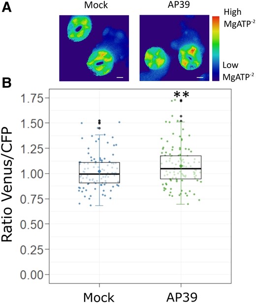 AP39 increases cytosolic MgATP−² levels in GCs. Epidermal strips from abaxial side of five to six weeks old Arabidopsis Col-0 leaves expressing the cytosolic MgATP−² sensor ATeam1.03-nD/Na were placed in OB (5 mM MES, 50 mM KCl, pH = 6.1), dark-adapted at least 60 min and treated for 90 min with Dimethyl sulfoxide (DMSO) 0.01% (v/v) (Mock) or 100 nM AP39. A, Representative false-colored ratiometric images of GCs treated with the Mock or AP39. B, The ratio between Venus and CFP fluorescence intensities (Venus/CFP) were calculated for each guard cell, normalized to the Mock and represented as individual points in the boxplots, where the box is bound by the 25th to 75th percentile. The line in the middle is the median, the darker point is the mean and whiskers span 10th to 90th percentile. The black points are outliers. Data are the result of at least 70 GCs for each treatment from three independent assays. Asterisks indicate statistical differences with the Mock (Student's t test, confidence level = 0.95 (P-value <0.01 = (**)). Scale bars: 5 μm.