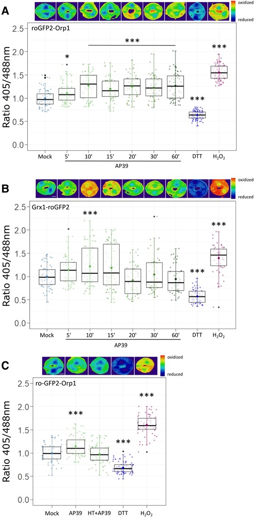 AP39 oxidizes cytosolic roGFP2-Orp1 and Grx1-roGFP2 in GCs. Epidermal peels from Arabidopsis Col-0 leaves expressing the cytosolic biosensors that detect H2O2 and the glutathione (GSH) oxidative state, roGFP2-Orp1 (A, C) or Grx1-roGFP2 (B), respectively, were incubated in opening buffer (OB: 5 mM MES, 50 mM KCl, pH = 6.1) for 7 h under light and then treated with: Dimethyl sulfoxide (DMSO) 0.01% (v/v) (Mock) for 60 min, 100 nM AP39 for 5, 10, 15, 20, 30, or 60 min, 20 mM Dithiothreitol (DTT) for 10 min, 1 mM H2O2 for 10 min, or 200 µM Hypotaurine (HT) and AP39 for 60 min. The ratios between emissions collected with 405/488 nm excitations were calculated for each guard cell, normalized to the Mock and represented as individual points in the boxplots, where the box is bound by the 25th to 75th percentile. The line in the middle is the median, the darker point is the mean and whiskers span 10th to 90th percentile. The black points are outliers. Data are the result of at least three independent assays. Asterisks indicate statistical differences with the Mock (Dunnett's test = (P-value <0.05 = (*), P-value <0.01 = (**), P-value <0.001 = (***)). Ratiometric images are false-colored and represent the different treatments. Scale bars: 5 μm.