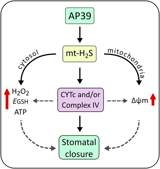Model of mitochondrial (mt)-H2S-triggered signaling pathway in GCs. The donor AP39 accumulates in mitochondria and releases mitochondrial (mt)-H2S, triggering a signaling pathway that concludes in stomatal closure. To induce the reduction of stomatal pore size, AP39 requires the activity of cytochrome c (CYTc) and/or mitochondrial complex IV. Further, AP39 hyperpolarizes the mitochondrial membrane potential (Δψm) and increases ATP synthesis in GCs, as well as the cytosolic H2O2 levels and the oxidation of the glutathione (GSH) pool. Segmented lines suggest a possible participation of H2O2, GSH, ATP, and Δψm on stomatal closure induction, which can be modulated through CYTc/complex IV.