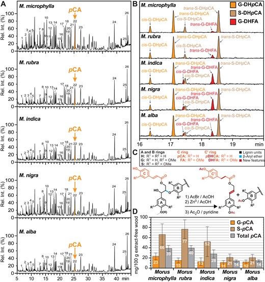 Chemical characterization by pyrolysis–GC–MS and DFRC confirming the presence of pCA. A, GC–MS pyrograms of Morus lignins pyrolyzed at 500°C in the presence of TMAH. Labeled peaks correspond to compounds identified and reported in Table 2. B, GC–MRM–MS chromatograms of the released products diagnostic for lignin-bound pCA (quantified as ML-DHpCA) with MRM transitions: G-DHpCA 370 > 131 m/z and S-DHpCA 400 > 161 m/z, and lignin-bound FA (quantified as DHFA) with MRM-transition G-DHFA 358 > 163 m/z. C, Schematic for the DFRC lignin depolymerization process. D, ML pCA abundance as determined by DFRC (detected as G-DHpCA and S-DHpCA then converted to G-pCA and S-pCA), and the calculated amount of lignin-bound pCA as determined from the DFRC product mixture. Error bars indicate Sem for n = 2 technical replicates.
