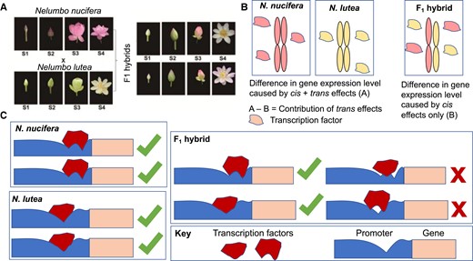 Comparative gene expression analyses in lotus reveal cis- and trans-regulatory divergences. A, Crossing scheme in this article: N. nucifera was crossed to N. lutea to generate two unique F1 hybrid lines. Gene expression was analyzed at four stages of petal development (S1–S4) in both parental genotypes and in both hybrid lines. B, Determination of cis- versus trans-regulatory gene expression divergence: For every gene, expression values were compared between the two parental lines (A) and between the two parental alleles within the F1 hybrid (B). Cis-regulatory changes and trans-regulatory changes contribute to the value (A), as both cis- and trans-regulation are diverged within species, whereas only cis-regulatory changes contribute to the value (B), as trans-regulation in the hybrid is shared. Consequently, the contribution of cis-regulation on gene expression can be quantified as (B), and the contribution of trans-regulation on gene expression can be quantified as (A, B). C, Potential mechanism by which transgressive gene expression can occur in F1 hybrids. In the parent species, cis- and trans-regulators have co-evolved to maintain their interactions with each other that regulate gene expression. In F1 hybrid lines, mutations that have accumulated in the parental alleles are mismatched between the species, preventing interaction between the cis-regulatory interactor of one species and the trans-regulatory interactor of the other species. This decreases the hybrid's capacity for transcriptional regulation, which can either decrease expression, in the case of activating interactions, or increase expression, in the case of repressing interactions. Figures adapted from Gao et al. (2022).
