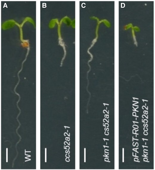 Suppression of the ccs52a2-1 mutation by pkn1-1: A, B Loss of the APC/C adapter CCS52A2 causes a short-root phenotype. C, The pkn1-1 mutation partially rescues root growth in ccs52a2-1 pants. D, The ccs52a2-1 mutant is sensitive to PKN1 overexpression. Scale bar: 1 mm.