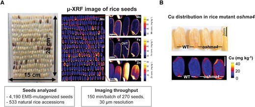 µ-XRF-based high-throughput elemental imaging of rice seeds. A, A representative image of a batch of rice seeds prepared for analysis and a µ-XRF image of the general elemental concentration in the seeds. B, A µ-XRF elemental map of copper (Cu) in the rice mutant oshma4 known for having increased Cu levels in the embryo and endosperm. OVT, ovular vascular trace. Modified from Ren et al. (2022).