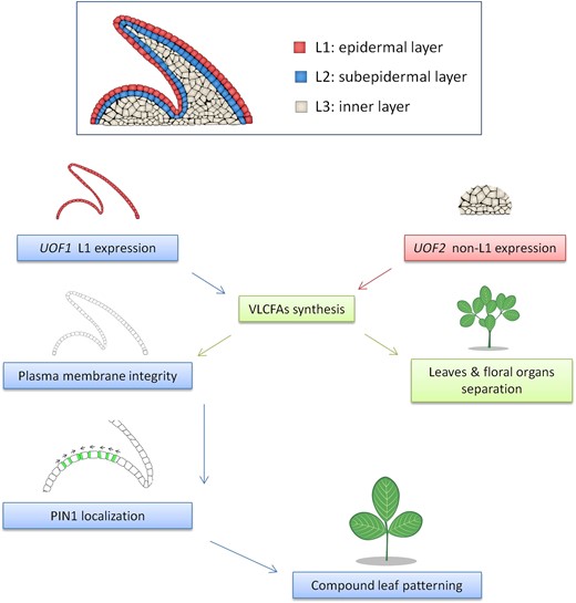 A proposed model of very long-chain fatty acids (VLCFAs) involved compound leaf patterning formation in M. truncatula. The shoot apical meristem (SAM) is divided into three distinct cell layers called L1/epidermal, L2/subepidermal, and L3/inner cell layer. Both UOF1 and UOF2 encode enzymes involved in the synthesis of VLCFAs, which is required for proper epidermal cuticular wax deposition, and loss of UOF1 and UOF2 function lead to cuticular wax-dependent organ adhesions between flowers and leaves. The UOF1 gene is specifically expressed in the L1 of the SAM and developing leaf primordia, whereas the UOF2 gene shows a non-L1-specific expression pattern. Furthermore, the L1-specific VLCFAs are also essential for the integrity of the plasma membrane, which is associated with the correct polar localization of PIN1 ortholog SLM1 during compound leaf patterning formation.