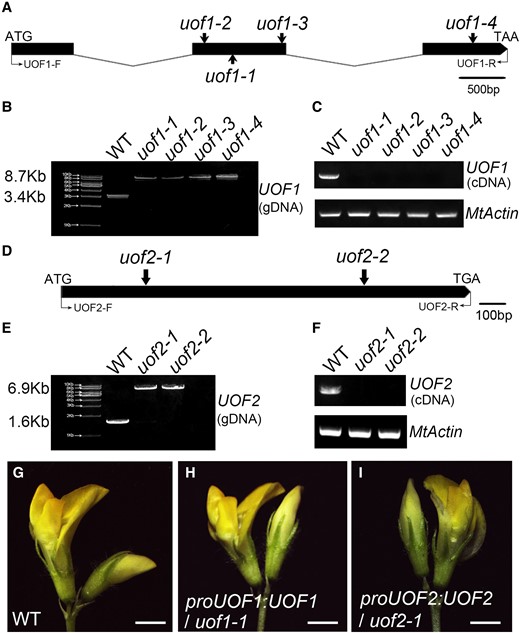 Molecular cloning of the UOF1 and UOF2 genes and genetic complementation analysis. A, The gene structure of UOF1 and Tnt1 insertion sites of different uof1 alleles. Black boxes represent exons and lines represent introns. The start codon (ATG) and stop codon (TAA) are indicated. B, PCR amplification of the UOF1 genomic sequences from wild-type and different uof1 alleles using primers UOF1-F/UOF1-R. A single Tnt1 insertion (∼5.3 kb) was detected in each uof1 mutant line. C, RT-PCR analysis of UOF1 transcripts in the wild-type and different uof1 alleles using primers UOF1-F/UOF1-R. MtActin was used as the control. D, The gene structure of UOF2 and Tnt1 insertion sites of different uof2 alleles. The start codon (ATG) and stop codon (TGA) are indicated. E, PCR amplification of the UOF2 genomic sequences from wild-type and different uof2 alleles using primers UOF2-F/UOF2-R. A single Tnt1 insertion (∼5.3 kb) was detected in each uof2 mutant line. F, RT-PCR analysis of UOF2 transcripts in wild-type and different uof2 alleles using primers UOF2-F/UOF2-R. G, Flower of the wild-type plants. H and I, Flowers of uof1-1 and uof2-1 mutants complemented with proUOF1:UOF1 (H) and proUOF2:UOF2 (I), respectively. Bars, 2 mm in (G–I).