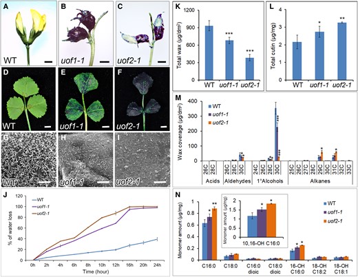 Mutation of UOF1 and UOF2 leads to defects in cuticle development. A–F, Toluidine blue stained flowers (A–C) and leaves (D–F) of wild-type, uof1-1, and uof2-1 plants. Bars, 2 mm in (A–C) and 5 mm in (D–F). G–I, SEM analyses of the cuticular wax crystals in leaves of wild-type (G), uof1-1 (H), and uof2-1 (I) plants. Bars, 10 μm in (G–I). J, Water loss rates of wild-type, uof1-1, and uof2-1 leaves were measured. Values are the mean and SD of three replicate assays. K and L, The contents of total wax (K) and cutin (L) in the leaves of wild-type, uof1-1, and uof2-1 plants. Values are the means and SD of three biological replicates. M and N, Cuticular wax (M) and fatty acid (N) composition in leaves of wild-type, uof1-1, and uof2-1 plants. Values are the means and SD of three biological replicates. *P < 0.05; **P < 0.01; ***P < 0.001. The two-sided Student's t test was used to estimate if the difference is significant.