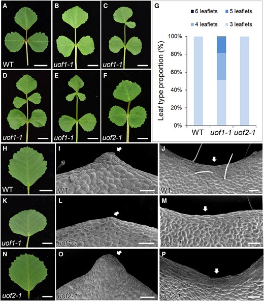 The uof1-1 mutants show defects in compound leaf development. Adult leaves of wild-type (A), uof1-1 (B–E), and uof2-1 (F) plants. Leaflet number is substantially increased in some leaves of uof1-1 mutant (C–E). Bars, 1 cm in (A–F). G, Leaf type proportion in wild-type (n = 150), uof1-1 (n = 132), and uof2-1 (n = 125) plants. Development of leaf margins in wild-type (H–J), uof1-1 (K–M), and uof2-1 (N–P). Observations of marginal cells at the teeth tips (I, L, and O) and leaf sinus (J, M, and P) in wild-type (I and J), uof1-1 (L and M), and uof2-1 (O and P) by SEM. Arrows indicate the relatively smooth leaf margin serrations and sinus in the uof1-1 mutant (L and M) compared with the wild-type (I and J) and uof2-1 mutant (O and P). Bars, 5 mm in (H, K, and N) and 100 µm in (I–J, L–M, and O–P).