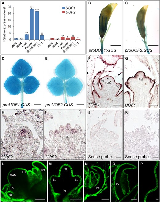 The expression patterns of UOF1 and UOF2 genes. A, The relative expression levels of UOF1 and UOF2 genes in different wild-type tissues. Values are the means and SD of three biological replicates; *P < 0.05; **P < 0.01; ***P < 0.001. The two-sided Student's t test was used to estimate if the difference is significant. B–E, Promoter-GUS fusion studies of UOF1 and UOF2 expression in transgenic plants. UOF1 and UOF2 promoters driven GUS were expressed in the flowers (B and C) and adult leaves (D and E). Bars, 2 mm in (B and C) and 5 mm in (D and E). F–I, The expression patterns of UOF1 (F and G) and UOF2 (H and I) were detected by RNA in situ hybridization. SAM, shoot apical meristem; P, leaf primordium; FM, floral meristem. J, K, The sense probes were hybridized and used as control. Bars, 50 μm in (F–K). L–P, Promoter-GFP fusion study of the UOF1 expression pattern in transgenic plants. GFP signals were specifically localized to the plasma membrane of epidermal cells of SAM and leaf primordia (L–O) and leaf margin serration cells (P). ST, stipule primordium; TL, terminal leaflet primordium; LL, lateral leaflet primordia. Bars, 50 μm in (L–P).