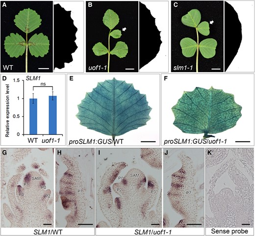 Developmental defects in uof1 resemble those in slm1. A–C, Leaf and leaf margin phenotypes of wild-type (A), uof1-1 (B), and slm1-1 (C) plants. Compared with the wild-type leaf (A), the uof1-1 and slm1-1 mutant exhibit similar defects in compound leaf patterning (B and C; left) and leaf margin development (B and C; right). White arrows in (B and C) indicate the ectopic leaflets in uof1-1 and slm1-1 mutants. D, The relative expression levels of SLM1 in wild-type and uof1-1 leaves were detected by RT-qPCR. There was no significant difference in SLM1 expression between wild-type and uof1-1 mutants. Values are the means and SD of three biological replicates. E and F, The expression patterns of SLM1 in fully expanded leaves of the wild-type (E) and uof1-1 mutants (F), as determined by detecting the proSLM1:GUS activity. G–J, The expression patterns of SLM1 in shoot buds (G and I) and leaf primordia (H and J) of the wild-type and uof1-1 mutants, as determined by RNA in situ hybridization. SAM, shoot apical meristem; P, leaf primordium. K, The sense probe of SLM1 was hybridized and used as control. Bars, 1 cm in (A–C), 5 mm in (E and F), and 50 μm in (G–K).