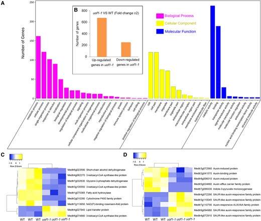 Comparison of wild-type and uof1-1 transcriptomes. A, GO enrichment of genes with changed expression in shoot buds of uof1-1 mutants. B, The number of differentially expressed genes (DEGs, ≥2-fold change) of uof1-1 compared with wild-type. C, Heatmap of fatty acids biosynthesis related DEGs. D, Heatmap of auxin biosynthesis, signaling, and response-related DEGs.