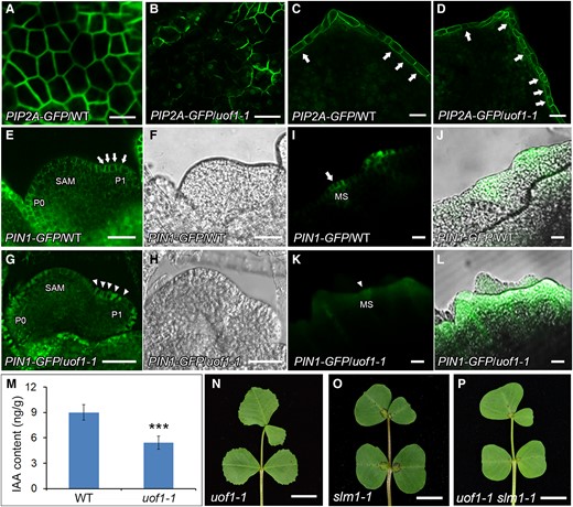 The localization of PIN1/SLM1 in wild-type and uof1 mutants. A–D, The integrity of the plasma membrane of leaf epidermal cells (A and B) and leaf marginal cells (C and D) of wild-type and uof1-1 mutants were analyzed, as determined by detecting the 35S:AtPIP2A-GFP marker. Arrows in (C) mark the continuous GFP signal in leaf marginal cells of wild-type, and in (D) mark the intermittent GFP signal in leaf marginal cells of uof1-1 mutants. Bars, 50 μm in (A–D). E–L, Distribution of the proAtPIN1:AtPIN1-GFP marker (green signal) in leaf primordia (E and G) and leaf margin serrations (I and K) of wild-type and uof1-1 mutants. Arrows mark the polar localization of PIN1 in leaf primordia (E) and leaf margin serration (I) of wild-type, while arrowheads mark the disturbed polar localization of PIN1 in leaf primordia (G) and leaf margin serration (K) of the uof1-1 mutants. The bright fields of SAM and leaf primordial of (E and G) are shown in (F and H), the merged images between GFP signals and bright fields of leaf margin serrations are shown in (J and L). SAM, shoot apical meristem; P, leaf primordium; MS, leaf margin serration. Bars, 50 μm in (E–H) and 100 μm in (I–L). M, The concentration of free indole-3-acetic acid (IAA) in 4-week-old leaves of wild-type and uof1-1 mutants. Values are the means and SD of three biological replicates; ***P < 0.001. The two-sided Student's t test was used to estimate if the difference is significant. N–P, Leaves of uof1-1 (N), slm1-1 (O), and uof1-1 slm1-1 double mutant (P). Bars, 1 cm in (N–P).