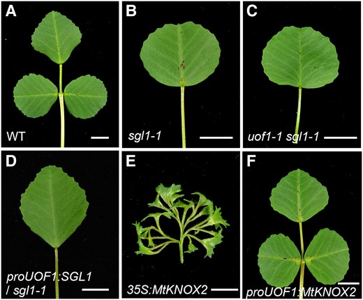 The function of the L1 in compound leaf patterning. Leaves of wild-type (A), sgl1-1 (B), uof1-1 sgl1-1 (C), proUOF1:SGL1/sgl1-1 (D), 35S:MtKNOX2 (E), and proUOF1:MtKNOX2 (F). Bars, 5 mm in (A–F).
