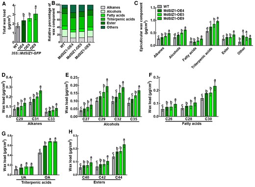 Cuticular wax composition in WT and MdSIZ1-OE apple leaves. A, Total wax load, (B) Relative percentage of wax component, (C) Composition of cuticular waxes, (D) Total alkane load, (E) Total alcohol load, (F) Total fatty acid load, (G) Total triterpenic acid load, UA: ursolic acid; OA: oleanolic acid, and (H) Total ester load. Wax coverage is expressed as μg cm−2 leaf surface area. Each wax constituent is designated by the carbon chain length and is labeled by chemical class along the x-axis. Error bars indicate standard deviation (Sd; n = 3). Different letters indicate significant differences (ANOVA, Student's t test; P < 0.05).