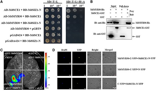 MdSCE1 specifically interacts with MdMYB30 in vitro and in vivo. A, Yeast two-hybrid assay showing the specific interaction of MdSCE1 with MdMYB30, but not with MdSIZ1. MdSCE1 and MdSIZ1-N were fused to the GAL4-binding domain (BD) in pGBT9, whereas MdMYB30 and MdSCE1 were fused to the GAL4 activation domain (Ad) in pGAD424. Transformed yeast cells were grown on SD/-Trp/-Leu (SD/-T-L) (left). The direct protein interactions were assayed on a SD/-Trp/-Leu/-His/-Ade (SD/-T/-L/-H/-A) (right) plate. The pGBT9 and pGAD424 vectors were used as negative controls. The interaction between MdSCE1 and MdSIZ1 was used as a positive control. B, An in vitro pull-down assay revealed an interaction between MdMYB30 and MdSCE1. His-MdMYB30 protein was incubated with immobilized GST or GST-MdSCE1 protein, and immunoprecipitated fractions were detected by anti-His or anti-GST antibody. GST-MdSCE1 protein was incubated with immobilized His-MdMYB30 or GST protein, and immunoprecipitated fractions were detected by anti-GST antibody. C, Luciferase complementation imaging assay demonstrating that MdMYB30 interacts with MdSCE1 in vivo. The leaves of N. benthamiana were infiltrated with agrobacteria as indicated. Constructs were combined at a 1:1 ratio. The empty nLUC or cLUC vector was used as a negative control. D, Bimolecular fluorescence complementation (BiFC) analysis of the interaction between MdMYB30 and MdSCE1. Empty nYFP or cYFP vector was used as a negative control.