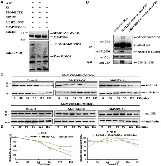 MdMYB30 protein was SUMOylated and stabilized by MdSIZ1 in apple. A, MdSIZ1 SUMOylated MdMYB30 protein in vitro. (+) denotes presence, and (−) denotes absence. B, MdSIZ1-SUMOylated MdMYB30 protein in vivo. Input: the whole-cell lysates before treatment. IP, soluble pellet fraction. Arrowhead indicates that SUMOylated or non-SUMOylated MdMYB30 was detected via immunoblot analysis with anti-Myc, anti-SUMO1, and anti-GFP antibodies. C, MdMYB30 protein degradation assay in vitro. His-MdMYB30 protein abundance was detected using an anti-His antibody. ACTIN was used as an internal control. DMSO was used as a negative control for MG132. D, The degradation rate of His-MdMYB30 in vitro measured with Bio-Rad QUANTITY ONE software. The ratio of protein abundance to ACTIN at the initial time 0 was taken as 100%.