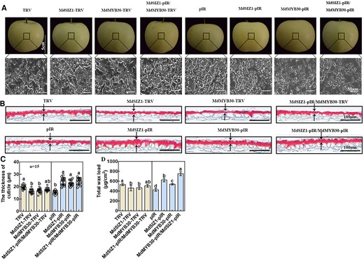 Wax deposition in virus-induced transgenic apple fruits. A, SEM images of apple epicuticular wax crystals in apple fruits. Scale bar, 5 cm/50 μm. B, Light microscopy showing the cuticle in apple fruits indicated by Oil Red Ostaining. Scale bar, 100 μm. Black arrows indicate the cuticle sections measured via ImageJ. C, The cutinization of the epidermal cell wall of apple fruits indicated by Oil Red O staining measured via ImageJ. Error bars indicate standard deviation (Sd; n = 15). Different letters indicate significant differences (ANOVA, Student's t test; P < 0.05). D, The total wax load of apple fruits. Error bars indicate standard deviation (Sd; n = 3). Different letters indicate significant differences (ANOVA, Student's t test; P < 0.05).