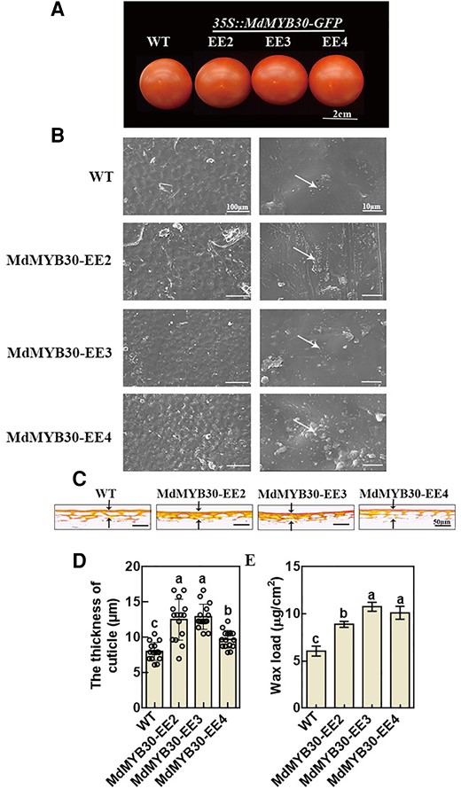 MdMYB30 increased cuticle accumulation in tomato fruits. A, Phenotypes of WT and MdMYB30-EE tomato fruits. Scale bar, 2 cm. B, SEM images of cuticular wax crystals on tomato fruits. Bars, 100/10 µm. White arrows indicate the typical shapes of epicuticular wax crystals (ellipse). C, The cuticle of the epidermal cell wall of tomato fruits by Oil Red O staining. D, The cuticle thickness of tomato fruits by Oil Red O staining. Error bars represent standard deviation (Sd; n = 15). Different letters indicate significant differences (ANOVA, Student's t test; P < 0.05). E, Total wax load of tomato fruits in the red ripe stage. Error bars indicate standard deviation (Sd; n = 3). Different letters indicate significant differences (ANOVA, Student's t test; P < 0.05).