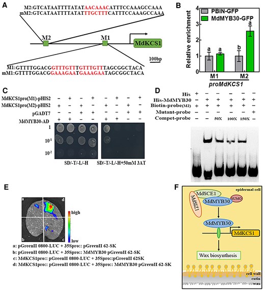 MdMYB30 directly binds to the MdKCS1 promoter. A, A schematic diagram depicting the M1 and M2 motifs in the MdKCS1 promoter. Red letters indicate binding motifs and their corresponding mutation sequences. Scale bar, 100 bp. B, ChIP-qPCR analysis for testing the binding of MdMYB30 to the M1 and M2 motifs in the promoter sequence of MdKCS1. Enrichment of PBIN-GFP was used as a reference and set to 1. Data are mean ± Sd of three independent replicates. Different letters indicate significant differences (ANOVA, Student's t test; P < 0.05). C, Yeast one-hybrid assay to assess the binding of MdMYB30 to MdKCS1 promoter DNA. The yeast strains were grown on SD/-Trp/-Leu/-His/and SD/-Leu/-Trp/-His/ + 50 mM 3-AT media for 3 d. Empty pGADT7 vector was used as a negative control. The experiments were repeated three times, and similar results were obtained across all replicates. D, EMSA for testing the binding of MdMYB30 to the putative M2 motif in the MdKCS1 promoters. Competitive probe (Compet-probe) refers to the unlabeled probe. 50×, 100×, and 150× represent the multiples of the competitor probe. The AACAAAC (M2) motifs were mutated to TTGCTTT in M2. E, Transient expression assays showing that MdMYB30 activated the expression of MdKCS1pro::LUC. Representative images of Nicotiana benthamiana leaves 72 h after infiltration. F, Schematic diagram of the working model for the roles of MdSIZ1 and MdMYB30. MdSIZ1 positively regulates the level of MdMYB30 by promoting its SUMOylation. MdMYB30 directly binds to and activates the expression of MdKCS1, which positively regulates wax biosynthesis.