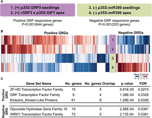 Identification of gene families regulated by GRF transcription factors. A, GRF responsive genes obtained from a meta-analysis of microarrays of plants with increased GRF levels (+) and decreased GRF levels (−). B, Heatmap showing the expression of GRF responsive genes from the four different microarrays analyzed in A. C, Gene families enriched among the positively and negatively associated genes identified in the meta-analysis. GRG = GRF responsive genes.