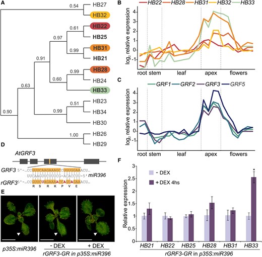 Expression analysis of ZF-HD family members. A, Phylogenetic tree of the ZF-HD family in Arabidopsis (adapted from Tan and Irish, 2006); the five ZF-HD genes selected as positively regulated by GRFs in our meta-analysis are highlighted. B and C, Expression profile of the five ZF-HD positive GRF responsive genes and four of the GRFs enriched in the meta-analysis in different plant tissues. Data obtained from AtGenExpress corresponding to Col-0 samples (Schmid et al., 2005; Toufighi et al., 2005). D, Scheme of the synonymous mutations introduced in rGRF3 to dampen the interaction with miR396. E, Image of phenotype complementation of p35S:miR396 plants transformed with pGRF3:rGRF3-GR-GFP (rGRF3-GR), grown in petri dishes with MS in the presence (+ DEX) or absence (− DEX) of 5 μM DEX. The white arrowheads show the position of leaf #1 or #2. Scale bar: 1 cm. F, Relative expression of six ZF-HDs in apices from rGRF3-GR p35S:miR396 plants treated with 30 µM DEX for 4 h, using the same line without DEX treatment (−DEX) as a control. Bars represent means ± standard error of the mean (SEM; n = 3) and the asterisk indicates a statistically significant difference to the non-treated control line, as determined by Student's t-test (P < 0.05).