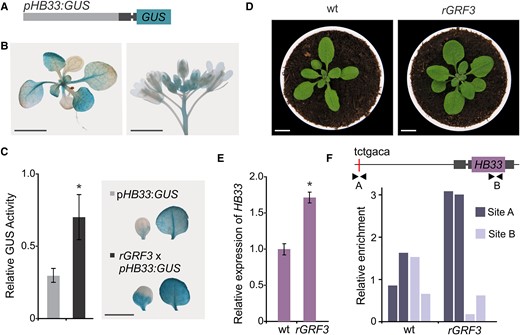 GRF3 directly regulates HB33 expression. A, Schematic representation of the vector expressing HB33 promoter (the 5′ Untranslated region, UTR, is dark gray with an intron that is indicated as a thinner line). B, GUS staining of representative 12-day-old and inflorescence Arabidopsis transgenic plants of pHB33:GUS reporter. Scale bar: 1 cm. C, GUS activity in cotyledons and leaf #1 and 2 of pHB33:GUS (light gray) and pHB33:GUSxpGRF3:rGRF3-GFP (rGRF3; dark gray) plants, relative GUS activity to pHB33:GUS activity. Bars represent means ± SEM and the asterisk indicates a statistically significant difference from the wild type (P < 0.05) by Student's t-test (n = 10). Representative GUS staining of a cotyledon and a leaf from each genotype are shown on the right. Images were digitally extracted for comparison. Scale bar: 1 cm. D, 25-day-old rosettes from wild-type (wt) and transgenic rGRF3 lines. Scale bars: 1 cm. E, Relative expression of HB33 in rGRF3 inflorescences. Bars represent means ± SEM and the asterisk indicates a statistically significant difference to the wild-type (P < 0.05) by Student's t-test (n = 3). F, ChIP-qPCR analysis of apex samples from wild-type (wt) and rGRF3 plants. Enrichment was tested in the putative GRF-binding site (site A, tctgaca) and in HB33 coding region (site B) indicated by black arrowheads in the schematic HB33 genomic region. Data from two biological replicates.