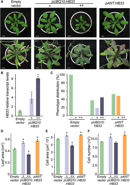 Effects of HB33 levels on leaf development. A, Phenotypes of 3-week-old (top) and 5-week-old (bottom) rosette of wild-type plants transformed with empty vector, plants overexpressing HB33 under UBQ10 promoter (pUBQ10:HB33) with larger (+) and smaller darker (++) leaves, and plants expressing HB33 under ANT promoter (pANT:HB33). Scale bars: 1 cm. B, Relative expression levels of HB33 in plants transformed with an empty vector and pUBQ10:HB33 with larger (+) and smaller darker (++) leaves. Bars represent means ± SEM and asterisks indicate significant differences compared to the empty vector (P < 0.05) by Student's t-test. C, Distribution of leaf phenotype in empty vector, pUBQ10:HB33 and pANT:HB33 primary transformant. D–F, Leaf area, cell area, and estimation of cell number of fully expanded first pair of leaves of wild-type plants transformed with empty vector, pUBQ10:HB33 with larger (+) and smaller darker (++) leaves, and pANT:HB33. Bars represent means ± SEM and an asterisk indicates a significant difference compared to the empty vector (P < 0.05) by Student's t-test.