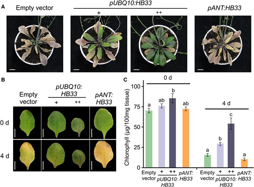 Ectopic expression of HB33 increases leaf longevity. A, Representative 55-day-old rosettes of Col-0 plants transformed with an empty vector, pUBQ10:HB33 with larger (+) and smaller darker (++) leaves, and pANT:HB33. Scale bars: 1 cm. B, Leaves of indicated plants before (0 days) and after 4 days of dark-induced senescence treatment. Images were digitally extracted for comparison. Scale bars: 1 cm. C, Total chlorophyll levels of leaves incubated 4 days in the dark. Bars represent means ± SEM and different letters indicate statistically significant differences (P < 0.05) by Analysis of Variance (ANOVA) followed by Tukey's multiple comparison test (n = 15).