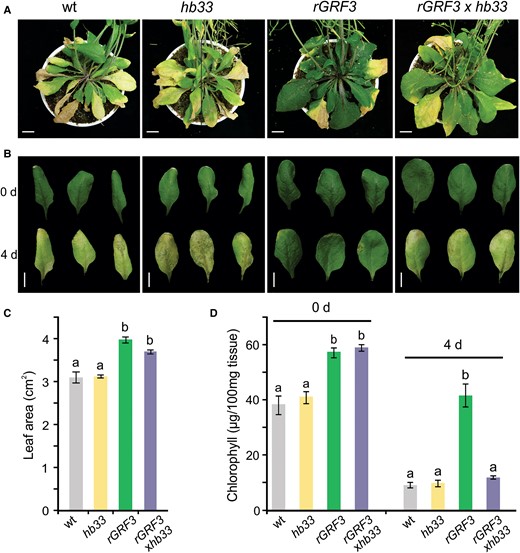 rGRF3 requires HB33 to increase leaf longevity. A, Rosette of 55-day-old wild-type (wt), hb33, rGRF3, and rGRF3×hb33 plants. Scale bars: 1 cm. B, Leaves of indicated plants before (0 days) and after 4 days of dark-induced senescence treatment. Images were digitally extracted for comparison. Scale bars: 1 cm. C, Area of fully expanded fifth leaves of wild-type (wt), hb33, rGRF3, and rGRF3×hb33 plants. D, Total chlorophyll content before and after 4 days of dark incubation of the leaves shown in B. In B and D, bars represent means ± SEM and different letters indicate statistically significant differences (P < 0.05) by ANOVA followed by Tukey's multiple comparison test (n = 12).