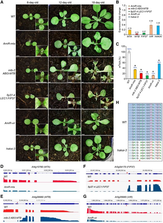 m6A writers affect plant development. A, Disruption of individual m6A writer genes except for HAKAI results in severe growth defects. The insets show enlarged views of the respective shoot apical meristem regions. Scale bars, 1 mm. B, RT–qPCR analysis of MTA, MTB, FIP37, VIR, and HAKAI expression, respectively, in 6-day-old AmiR-mta, mtb-2 ABI3:MTB, fip37-4 LEC1:FIP37, Amir-vir, and hakai-3 seedlings. The expression levels of each gene in 6-day-old wild-type seedlings were set as 1.0. Error bars, mean ± Sd; n = 3 biological replicates. C, m6A levels relative to those of adenosine (m6A/A) determined by LC-MS/MS analysis in mRNA isolated from 6-day-old seedlings in different genetic backgrounds. The m6A level in wild-type seedlings was set as 100%. Error bars, mean ± Sd; n = 2 biological replicates. Asterisks indicate significant differences in m6A levels between the indicated genetic materials and wild-type seedlings (two-tailed paired Student’s t-test, P < 0.01). D–G, Alignment of nanopore DRS reads for MTA (D), MTB (E), FIP37 (F), and VIR (G) showing either reduced transcript levels or truncated transcripts in respective genetic materials used in this study. Upward or downward red arrowheads indicate the AmiR targeting sites in MTA and VIR or the T-DNA insertion sites in mtb-2 and fip37-4, respectively. H, Nucleotide sequence alignment of HAKAI from wild-type and hakai-3 plants showing the 1-bp deletion of G in the first exon of HAKAI in hakai-3.