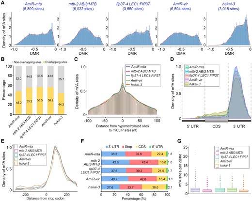 Identification of hypomethylated m6A sites in plants with impaired m6A writers. A, Density distribution of hypomethylated m6A sites and the corresponding DMRs identified from the comparison between the respective genotypes with impaired m6A writers and wild-type plants (P < 0.001). B, Overlap of hypomethylated sites found in this study with the published miCLIP data (Parker et al., 2020). C, Histogram illustrating the density distribution of hypomethylated m6A sites along the distance between our identified hypomethylated sites and miCLIP sites (Parker et al., 2020). D, Density distribution of hypomethylated m6A sites along transcripts divided into 5′ UTR, CDS and 3′ UTR. UTR, untranslated region; CDS, coding region. E, Density distribution of hypomethylated m6A sites at the stop codon region in respective genetic materials. F, Percentage of hypomethylated m6A sites along transcripts divided into 5′ UTR, stop (100 bp upstream or downstream of the stop codon), and other CDS and 3′ UTR regions in respective genetic materials. G, Box plot depicting the number of hypomethylated m6A sites per transcript in respective genetic materials. The median number of m6A sites for hakai-3 is 1, while the median number for other genotypes is 2. The third quartile and first quartile range of the data as well as the whiskers and outliers are also shown in the plot.