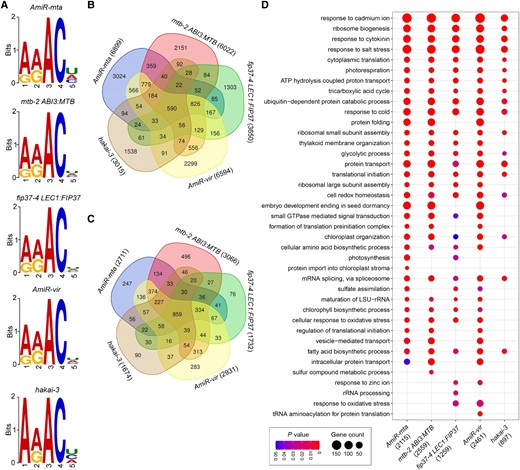 Functional enrichment analysis of hypomethylated transcripts. A, Sequence logos representing the top consensus motifs identified from hypomethylated m6A sites in the respective genotypes with impaired m6A writers. The top sequence logo RRACH (E value ≤ 2.5E−103; R = G/A, H = A/U/C) is identical for hypomethylated sites in plants with impaired MTA, MTB, FIP37 and VIR, while ARACH (E value < 2.5e−17) is the top sequence logo for the hypomethylated sites in hakai-3. The height of a nucleotide reflects its frequency. B and C, Venn diagrams depicting numbers of unique and overlapping hypomethylated sites (B) and transcripts bearing hypomethylated sites (C) among the five data sets. D, Functional enrichment analysis of transcripts containing hypomethylated m6A site(s) with DMR < −0.3. Top 30 GO terms for each genetic background were compared. The gene number for each genotype used in the enrichment analysis is indicated in the bracket.