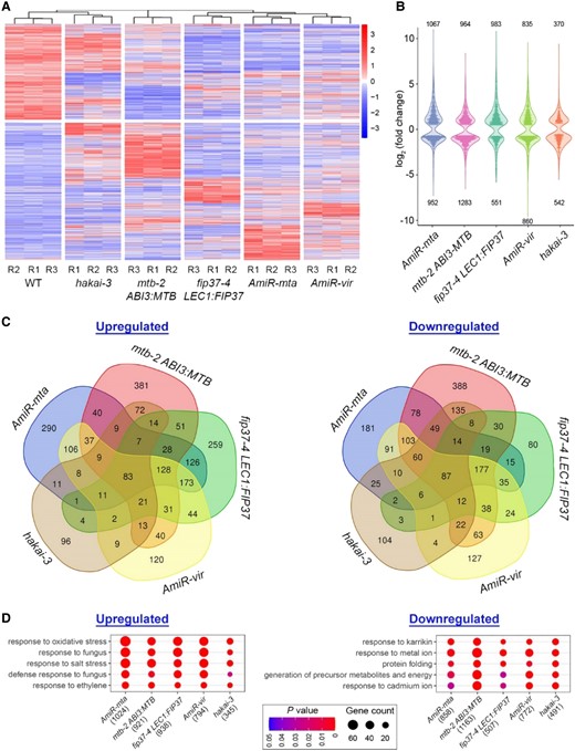 Effects of defective m6A deposition on the transcriptome. A, Heatmap showing the hierarchical clustering of differentially expressed genes (DEGs) between respective plants with impaired m6A writers and wild-type (WT) plants. B, Violin plot illustrating the fold change distribution of DEGs between the indicated genetic backgrounds and wild-type plants. The number of upregulated or downregulated genes for each data set is given above or below the plot, respectively. C, Venn diagram showing the numbers of unique and overlapping DEGs among different genetic backgrounds. DEGs were identified with log2 (fold change) > 0.5 or < −0.5 and P < 0.05. D, Top 5 GO terms that are common in the upregulated or downregulated gene list from different genetic backgrounds. The gene number for each genotype used in the enrichment analysis is indicated in the bracket.