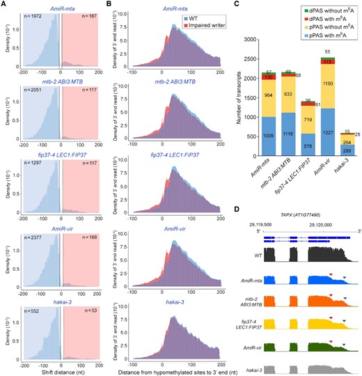 m6A affects poly(A) site selection. A, A shift to proximal 3′ end usage detected in all transcripts from various genotypes with defective m6A deposition. Histogram depicting the distance in nucleotides between the most reduced and most increased 3′ end positions for genes with significant changes in the 3′ end profile in various genotypes (Kolmogorov–Smirnov test, FDR < 0.05 and a threshold of 13 nt). B, A global shift toward proximal 3′ poly(A) site usage was observed in hypomethylated transcripts of the respective genotypes with impaired m6A deposition versus wild-type (WT) plants. The shift is less pronounced in the hakai-3 data set. The hypomethylated site is at position 0. C, Percentages of distal polyadenylation site (dPAS) and proximal polyadenylation site (pPAS) with or without m6A site. Alternate polyadenylation sites were detected by comparing the polyadenylation sites in various genotypes with those in WT plants. D, A representative gene, TPAX (AT1G77490), containing m6A in its 3′ UTR displays a shift from distal (dPAS; blue triangle) to proximal (pPAS; red triangle) 3′ poly(A) site usage in AmiR-MTA, mtb-2 ABI3:MTB, fip37-4 LEC1:FIP37, and AmiR-VIR, but not obvious in hakai-3.