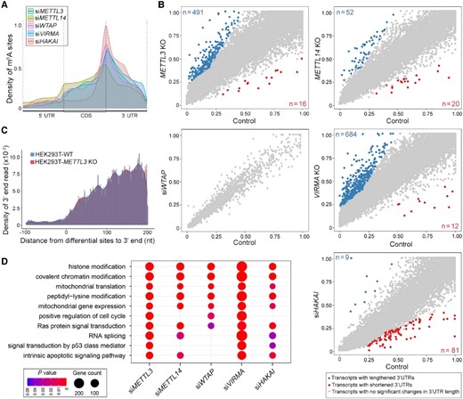Features of m6A modification uncovered from human cell lines. A, Density distribution of hypomethylated m6A sites along transcripts divided into 5′ UTR, CDS and 3′ UTR. UTR, untranslated region; CDS, coding region. The analyses were performed on meRIP data of siRNA knockdown of the respective writers in human HeLa cell lines (8, 51). B, Effects of depletion of different m6A writers in human HeLa cell lines on the percentage of distal polyA site usage index (PDUI). meRIP data were generated using defective cell lines created either by CRISPR/CAS9 knockout of METTL3, METTL14, and VIRMA, or by siRNA knockdown of WTAP and HAKAI (Wang et al., 2014; Yue et al., 2018). DaPars was used for the de novo identification of APA (Xia et al., 2014) and the resulting scatter plots of PDUIs between defective and control cell lines are shown (FDR < 0.05 with at least two-fold increase or decrease). C, Knockout of METTL3 does not affect poly(A) site choice in the HEK293T cell line. The analysis was performed on nanopore DRS data (Pratanwanich et al., 2021). D, Functional enrichment analysis of human transcripts containing hypomethylated m6A sites using the meRIP data shown in A. Top 30 GO terms for each data set were compared. A complete list of the resulting GO terms is given in Supplemental Figure 16.