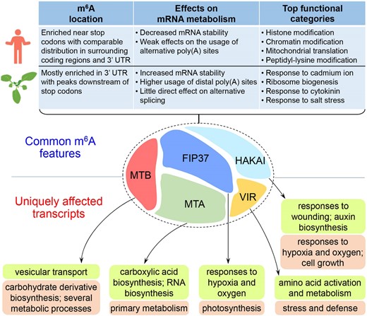 A schematic diagram summarizing the common and unique effects of m6A modification conferred by the different Arabidopsis m6A writers in the same developmental context. The upper panel shows the comparison of the common features of m6A modification, including m6A location, its effects on mRNA metabolism, and top functional categories of hypomethylated transcripts, exhibited by the five Arabidopsis m6A writers and their orthologs in human cell lines. The lower panel displays the top biological processes for the transcripts uniquely associated with individual Arabidopsis m6A writers. Biological processes pertaining to hypomethylated and differentially expressed transcripts for each m6A writer are listed in lime and light orange boxes, respectively.