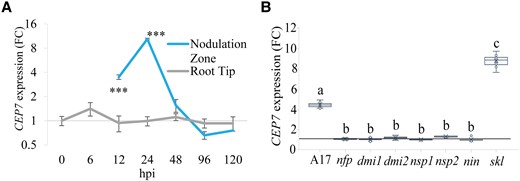 CEP7 expression is up-regulated in the nodulation zone during the early stages of infection and is hyper-expressed in skl. A, RT-qPCR analysis of CEP7 expression fold change (FC) in wild-type plants grown on N-free Fåhraeus medium for five days and then inoculated with Sm1022. RNA was extracted from root tips or from the nodulation zone tissues as defined in Mohd-Radzman et al. (2016), at seven time points following inoculation. The interaction between root regions over time was analyzed using Linear Mixed Effects modelling and significant differences are shown with asterisks, error bars show standard deviation (SD) (***P < 0.001, n = 4, biological replicates each contain 27–36 roots). B, RT-qPCR analysis of MtCEP7 expression in wild type (A17), Sym pathway defective mutants, and skl at 24 hpi. Gene expression is shown relative to the 0 hpi time point for each mutant, respectively using the ubi gene (Medtr_4g091580) as a control. Data are plotted as open circles, centre lines show the median; box limits indicate the 25th and 75th percentiles, crosses represent samples means, whisker boundaries show the 1.5 interquartile range. Significant differences are shown with letters (Two-way ANOVA, P < 0.001, n = 6, biological replicates contain 12–24 roots, three experimental repeats each with six biological repeats). Hpi, hours post inoculation.