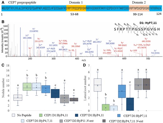 CEP7 produces a symbiosis-associated hormone structure that promotes nodule number without affecting lateral root number. A, Predicted CEP7 gene product showing the two CEP domains (positions 53-68 and 99-114). B, High accuracy MS-MS spectrum of the predominant CEP7-derived hormone species identified in vivo in hairy root culture exudates (Patel et al., 2018). The spectrum shows the ion intensity values for the matched y and b ions corresponding to the domain 1 CEP7 peptide hormone. The spectrum is consistent with proline hydroxylation at position 7 and 11 of the identified 15 amino acid product. C, D, Plants were grown on N-free medium and inoculated with Sm1022. Peptides were added to the agar medium just prior to pouring plates so that they contacted the roots only. Nodules (C) and lateral roots (D) were scored 14 days post inoculation. In (C) and (D), data are plotted as open circles, centre lines show the median; box limits indicate the 25th and 75th percentiles, crosses represent samples means, whisker boundaries show the 1.5 interquartile range. Significant differences are shown with letters (Two-way ANOVA, P < 0.001, n = 18–24 plants, two experimental repeats each with 18–24 biological repeats).