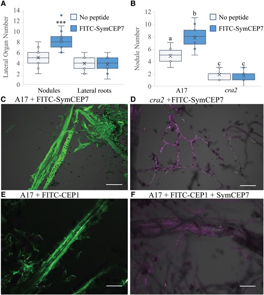 FITC-SymCEP7 increases nodule number and its activity depends on CRA2. A, FITC-SymCEP7 was added to wild type (A17) roots throughout their growth period. Plants were inoculated with Sm1022 and nodules and lateral roots were scored 14 days post inoculation. B, A17 and cra2 mutant plants were grown with or without SymCEP7 and inoculated with Sm1022. As in panel (A), peptides were added to the agar medium just prior to pouring plates so that they contacted the roots throughout the experiment. Nodules were scored 14 dpi. Significant differences are shown with asterisks (Student's T-test, ***P < 0.001, n = 15-18 roots, two experimental repeats). In (A) and (B) data are plotted as open circles, centre lines show the median; box limits indicate the 25th and 75th percentiles, crosses represent samples means, whisker boundaries show the 1.5 interquartile range. Significant differences are shown with letters (Two-way ANOVA, P < 0.001, n = 14–18 roots, two experimental repeats). (C, D) Medicago leaf vascular tissue was isolated from A17 (C) and cra2 (D), incubated with FITC-SymCEP7, washed, cross-linked, and observed using confocal microscopy. Vasculature tissues were incubated with FITC-SymCEP7 for 30 minutes and washed to remove non-specific binding before formaldehyde cross-linking. FITC fluoresces at a distinct excitation wavelength from the auto–fluorescence due to cell wall related phenolic compounds. E, F, Medicago leaf vascular tissue was isolated from A17 and incubated with (E) FITC-CEP1 D1:Hyp4,11 (1 µM) only, or (F) FITC-CEP1 D1:Hyp4,11 (0.5 µM) and SymCEP7 (0.5 µM) in a peptide competition assay (added for 30 minutes) before washing and cross-linking. The FITC fluorescence maximum is at 525 nm and auto–fluorescence due to cell wall related phenolic compounds peaks at ~600 nm, scale bar = 100 µm.