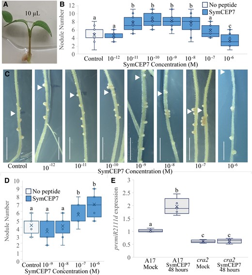Shoot-applied SymCEP7 increases nodule number in a concentration and CRA2-dependent manner and induces premiR2111d expression. A–C, A 10 µl drop of SymCEP7 peptide solution was applied to the petioles of the cotyledons of four-day old wild-type (A17) seedlings (A) and rhizobia were inoculated onto the roots at the same time (B, C). The volume of SymCEP7 was replenished to 10 µl daily for five days. Roots were inoculated with Sm1022 (OD600 = 0.01) four days after germination. Nodule number was scored 14 days post inoculation. Two-way ANOVA was used to compare treatments (P < 0.001, n ≥ 24 plants, three experimental repeats each with 20–24 biological repeats). C, shows representative images of (B) (scale bars = 1 cm, arrow denotes position of the root tip at the time of inoculation). D, SymCEP7 was incorporated into the agar medium and subsequently four-day old seedlings were inoculated with Sm1022 (OD600 = 0.01). (Two-way ANOVA, P = 0.013, n = 18 plants). E, RT-qPCR analysis of premiR2111d expression in wild type and cra2. Plants were grown on N-free Fåhraeus plates for four days prior to the addition of 10 µl of 10 nM SymCEP7 or water to the shoots (as in A). Wild type and cra2 shoots were harvested after 48 hours. Significant differences are shown with letters (Two-way ANOVA, n = 5, biological replicates each consist of 8–15 shoots, three experimental repeats each with five biological repeats). In (B, D), and (E), data are plotted as open circles, centre lines show the median; box limits indicate the 25th and 75th percentiles, crosses represent samples means, whisker boundaries show the 1.5 interquartile range.