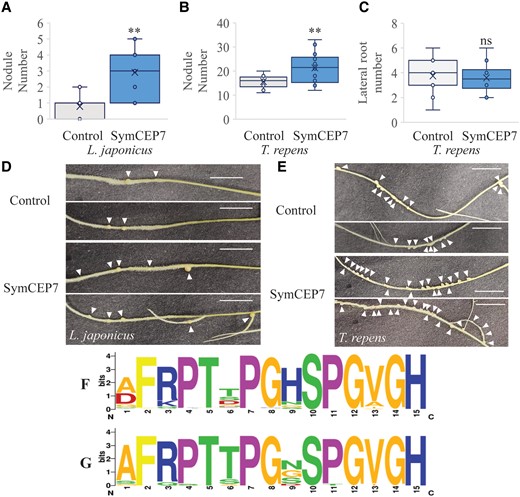 SymCEP7 increases nodule number in a determinate and an indeterminate nodulating legume species. A–D, Lotus and White Clover plants were grown for five days on N-free Fåhraeus medium and the shoots were then treated with 10 µl of water or 10 nM SymCEP7, replenished daily for five days. 24 hours after the first treatment plants were inoculated with M. loti or R. leguminosarum bv trifolii. Root treatment was conducted as described previously. Nodule number in (A) Lotus and (B) White Clover, as well as (C) lateral root number in White Clover were scored three weeks post inoculation. There were so few lateral roots (on average less than 1 per plant) in Lotus that it was not possible to determine if SymCEP7 had a statistical effect on LR number in this species. Data are plotted as open circles, centre lines show the median; box limits indicate the 25th and 75th percentiles, crosses represent samples means, whisker boundaries show the 1.5 interquartile range. Significant differences are shown with asterisks (Student’s t-test, ** P < 0.01, n = 32 and 36 respectively, one experimental repeat). Representative images of (D) Lotus and (E) White Clover roots harboring nodules (arrows indicate nodules, scale bars = 1 cm). F, The CEP domain motif derived from all legume CEP prepropeptides (n = 149 sequences from 10 species) analysed in Ogilvie et al. (2014). G, The Weblogo motif derived from the CEP domain1 sequences from different legumes that cluster in the same clade as CEP7 (n = 26 sequences from 9 species). The phylogenetic tree used to identify these CEP domains is shown in the Supplemental Figure S7.