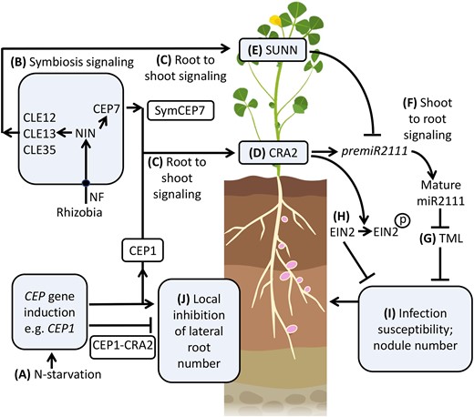 A model for SymCEP7 promotion of nodulation and CEP regulation of lateral root number. A, C, Under N-starvation most Medicago CEP genes, (e.g. CEP1), are up-regulated and translocate from the root to the shoot to interact with CRA2. B,C,CEP7, CLE12, 13 and 35 expression is triggered by rhizobial Nod Factors (NF) and the NIN transcription factor. Subsequently the mature CEP and CLE peptides are secreted to enter the xylem stream to translocate from the root to the shoot to interact with CRA2 or SUNN. D,E, CEP1 and SymCEP7 promote premiR2111 expression whereas CLE12, 13 and 35 suppress premiR2111 expression. F,G, Mature miR2111 translocates from the shoot to roots to regulate TML levels. H, Concurrently, CEP1-CRA2 signaling leads to the phosphorylation of EIN2, which reduces ethylene signaling. It is not known if CEP1-CRA2 control of EIN2 phosphorylation status is controlled locally or systemically (I) Reduced TML and ethylene signaling in roots increases infection susceptibility and nodule number. A, J, N-starvation induced CEPs (e.g. CEP1) inhibit lateral root number by a localized interaction with CRA2 in the root. Model based on data from Imin et al. (2013, 2018), Mohd-Radzman et al. (2016), de Bang et al. (2017), Boschiero et al. (2020), Patel et al. (2018), Laffont et al. (2020), Gautrat et al. (2020), Zhu et al. (2020, 2021), Moreau et al. (2021), Mens et al. (2021) and this study. Created with BioRender.com. Black circle = NF receptor.