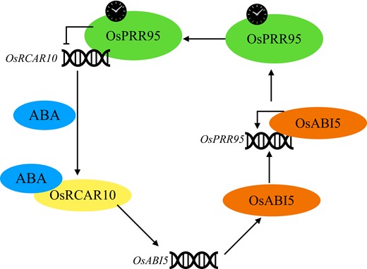The RCAR10-ABI5-PRR95 feedback loop in rice. OsPRR95 binds to OsRCAR10 directly and represses OsRCAR10 expression. OsRCAR10 induces the expression of OsABI5, and OsABI5 further binds directly to the promoter region of OsPRR95 to activate its expression, forming the RCAR10-ABI5-PRR95 feedback regulatory loop. Adapted from Wang et al. (2022).