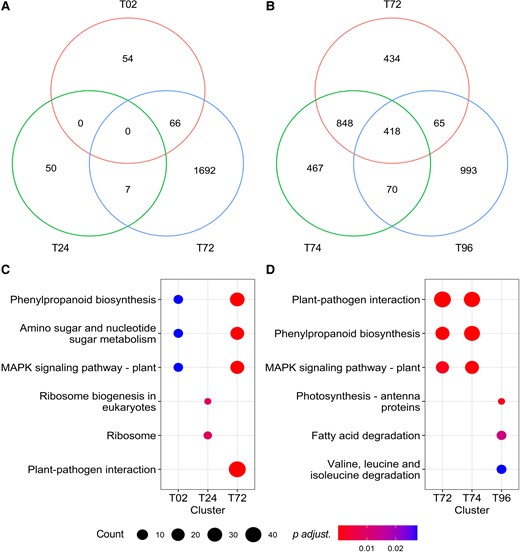 Plants respond dynamically to AHL mix-priming and a following flg22 challenge. Arabidopsis Col-0 wild-type response to AHL mix (A) was assessed at three time points: 2 h (T02), 24 h (T24), and 72 h (T72) after exposure to AHL mix (6 µM oxo-C6-HSL, oxo-C8-HSL, oxo-C12-HSL, and oxo-C14-HSL). The gene expression of T02, T24, and T72 was normalized to that prior to the exposure (0 h). AHL mix-primed plants’ response to flg22 (B) was assessed at two time points: 2 h (T74) and 24 h (T96) after additional challenge with 100 nM flg22. The gene expression of T74 and T96 was normalized to that of T72. DEGs were identified by threshold (P adjusted <0.05) and absolute value of fold change (>1.5) in comparisons between 0 h (A) or 72 h (B) and control treatment (acetone) samples. Biological pathway analysis was performed by enrichKEGG in clusterProfiler package. The comparisons of DEGs and the main enriched biological pathway from cluster T02, T24, and T72 (C) and from cluster T74 and T96 (D) revealed specific response to mixed AHLs and the following flg22 challenge.