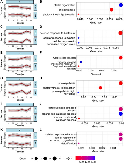 Growth and defense present a balanced response in primed plants. Gene expression patterns between control (CTL: acetone) and AHL mix (MIX: 6 µM oxo-C6-HSL, oxo-C8-HSL, oxo-C12-HSL, and oxo-C14-HSL) pre-treated samples were assessed across six time points (0, 2, 24, 72, 74, and 96 h) after exposure to AHL mix and the following flg22 challenge. Gene expression was normalized using the Z-score algorithm using expression level at each time point and the mean of gene expression in the group. A positive value of the Z-score indicates up-regulation, whereas the negative value of the Z-score indicates down-regulation. The DEGs patterns were identified by threshold (P adjusted <0.05) in comparisons between control (acetone) and AHL mix-treated samples across the experimental time-course. Six groups of gene expression patterns were identified, gene distance = 12.5. The brown lines in the plots (A, C, E, G, I, and K) show the median values of Z-score in each group. To reveal the function of each gene group, top 3 enriched biological processes are shown in left plots (B, D, F, H, J, and L) according to the gene ratio, which is calculated by (count of core enrichment genes)/(count of pathway genes). Expression trends observed from 0 to 72 h indicate that the responses to AHL mix were rather subtle. However, the pronounced trends from 72 to 74 h show fast responses to flg22 challenge in AHL mix-primed plants. The consolidated regulation of defense responses and photosynthesis suggest the existence of a balanced gene expression pattern.