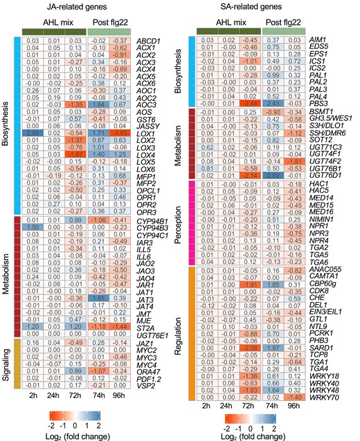 Jasmonic acid rather than salicylic acid-related genes participate in AHL mix-priming. GO terms analysis of DEGs revealed enrichment of genes related to phytohormones with a high percentage of genes associated to JA- and SA-signaling pathways. The related genes were selected according to Peng et al. (2021) and Li et al. (2021a). The fold change in expression values between AHL mix and solvent control are shown in the heatmap. Up and down regulated genes are placed in columns representing respective time point after exposure to AHL mix (2, 24, 72 h) or additional challenge with 100 nM flg22 (74 h, 96 h). Data were extracted from transcriptome analysis.