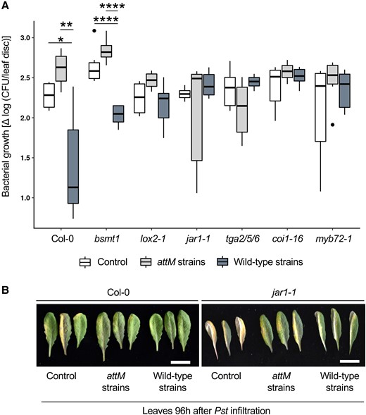 Bacteria-originated AHL molecules prime Col-0 but not mutants deficient in JA-signaling. Roots of 6-week-old Arabidopsis plants were drenched three times with four AHL-producing bacteria: S. plymuthica HRO-C48, R. etli CFN42, B. graminis DSM17151, and S. meliloti Rm2011 (wild-type strains). AHL-negative strains, expressing the lactonase AttM from the plasmid pBBR2-attM, were used as bacterial control (attM strains) in addition to 10 mM MgCl2 used as solvent control. Leaves were subsequently infiltrated with Pst, OD600 = 0.01 (107 CFU/ml) in 10 mM MgCl2. Bacterial proliferation was assessed by enumeration of CFUs, 2 and 96 h after infiltration. Bacterial growth rate was calculated accordingly. Inoculation with AHL-producing bacteria enhanced resistance against Pst in Col-0 plants, as revealed by the lower pathogen growth rate, whereas AHL-negative bacteria could not induce this effect (A). However, lox2, jar1-1, tga2/5/6, and coi1-16 mutants revealed no difference in the bacterial growth rate. Boxes represent the interquartile range between the first and the third quartile and the middle line marks the median, whiskers indicate 1.5× interquartile range, points indicate outliers. Statistical analysis was performed by Student's t-test, *P < 0.05, **P < 0.01, ****P < 0.0001, n ≥ 3. Representative infected leaves of wild-type Col-0 and jar1-1 were collected 96 h after the Pst infiltration from all three treatments (B). The bar indicates 1 cm.