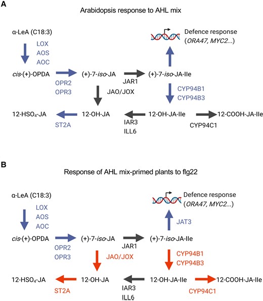 Model of jasmonates participation in AHL mix-priming. Transcriptome analysis, plant hormones measurement, and genetic analysis suggest that jasmonate biosynthesis and metabolism participate in AHL mix-priming. In response to AHL mix molecules, biosynthesis of active compounds in the JA-signaling pathway seems to be induced (A). In response to the flg22 challenge in AHL mix-primed plants, genes responsible for catabolism of jasmonates were repressed, and the content of jasmonates catabolic derivatives was reduced. This indicates that primed plant would actively inhibit the degradation of active compounds sustaining therefore the JA-signaling (B). Blue color indicates enhanced expression, red color indicates decreased expression or inhibiting activity, black color indicates no changes in gene expression. Arrows indicate the following steps in jasmonate metabolism. Involved jasmonate molecules: α-linolenic acid (α-LeA or C18:3); cis-(+)-12-oxo-phytodienoic acid (cis-OPDA); (+)-7-iso-jasmonate (JA); (+)-7-iso-jasmonyl-L-isoleucine (JA-Ile); (+)-7-iso-12-hydroxyjasmonoyl-L-isoleucine (12-OH-JA-Ile); 12-carboxy-jasmonoyl-isoleucine (12-COOH-JA-Ile); 12-hydroxy-jasmonic acid sulfate (12-HSO4-JA). Involved enzymes: Lipoxygenase (LOX); Allene oxide synthase (AOS); Allene oxide cyclase (AOC): OPDA reductase (OPR2, OPR3); Jasmonoyl-isoleucine synthetase (JAR1); Jasmonate-induced oxygenase (JOX); Jasmonic acid oxidase (JAO); cytochrome P450 (CYP) enzymes (CYP94B1, CYP94B3, CYP94C1); amidohydrolases (IAR3, ILL6); sulfotransferase (ST2A); jasmonate transporter (JAT3).